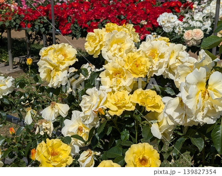 神代植物公園のバラ(薔薇の名所) 神代植物公園のバラ(薔薇の名所) 139827354