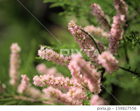 5月に咲いた可憐で小さなピンク色のギョリュウの花 139827556