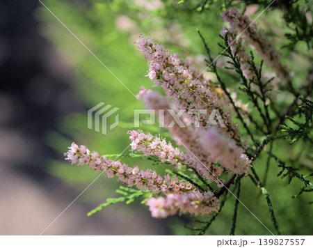 5月に咲いた可憐で小さなピンク色のギョリュウの花 139827557