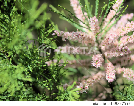 5月に咲いた可憐で小さなピンク色のギョリュウの花 139827558