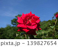 満開のバラ　薔薇　ばら 139827654