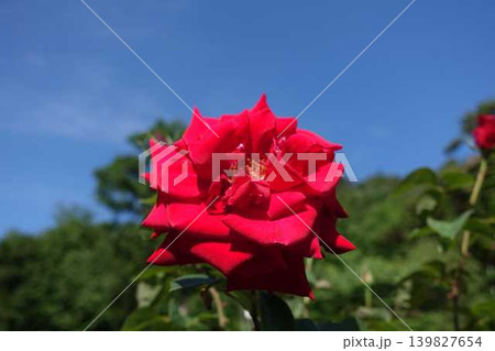 満開のバラ　薔薇　ばら 139827654