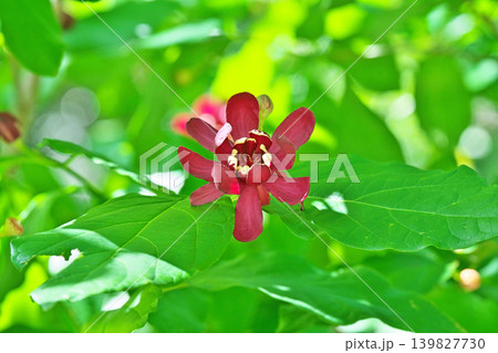 赤いカリカンサスハートレッジワインの花(春、五月) 赤いカリカンサスハートレッジワインの花(春、五月) 139827730