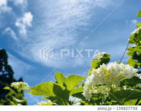 青空と白紫陽花 青空と白紫陽花 139827738