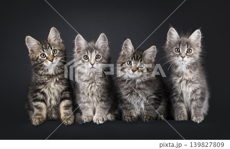 Multiple kittens on black background 139827809