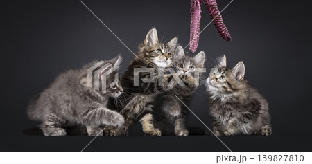 Multiple kittens on black background Multiple kittens on black background 139827810
