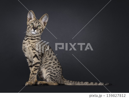 Brown spotted cat on black background Brown spotted cat on black background 139827812