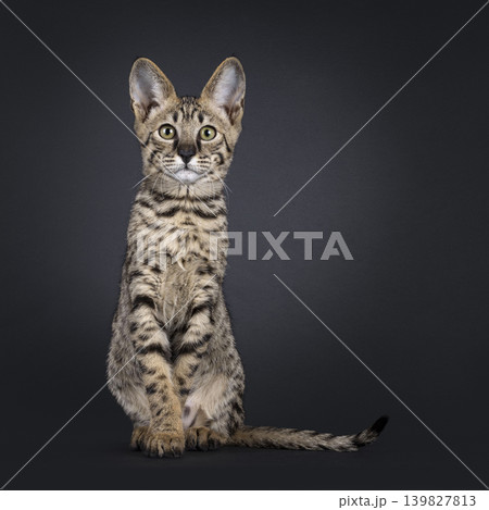 Brown spotted cat on black background 139827813