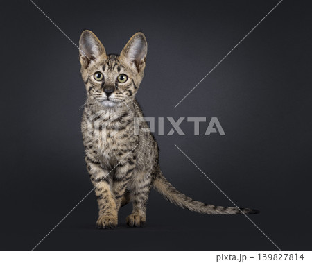 Brown spotted cat on black background Brown spotted cat on black background 139827814