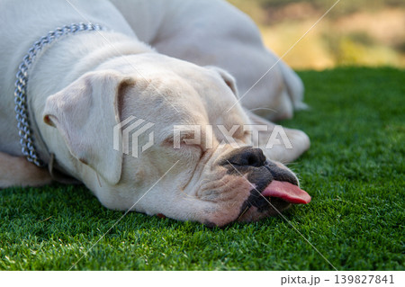 Sleeping boxer dog lying on green grass with tongue hanging out Sleeping boxer dog lying on green grass with tongue hanging out 139827841