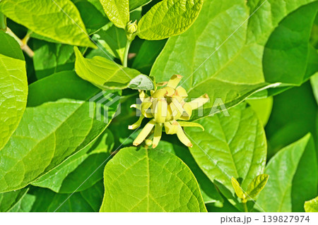 黄緑色のキバナニオイロウバイの花(春、五月) 黄緑色のキバナニオイロウバイの花(春、五月) 139827974