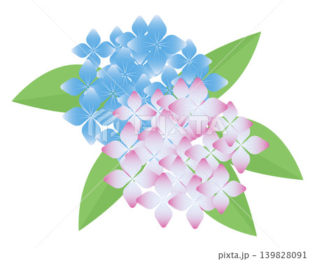 紫陽花 紫陽花 139828091