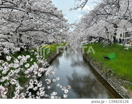 川沿いに咲く満開の桜 川沿いに咲く満開の桜 139828126