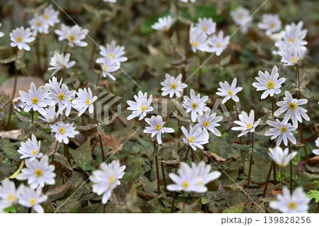 早春に林縁で見られる白色の花弁に似た萼片が綺麗なユキワリイチゲの群生 139828256