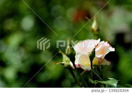 薔薇のクローズアップ 薔薇のクローズアップ 139828304