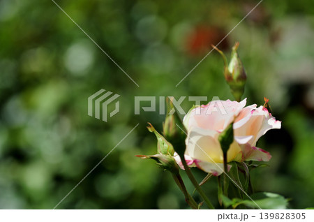 薔薇のクローズアップ 139828305