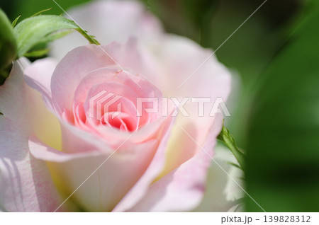 薔薇のクローズアップ 139828312