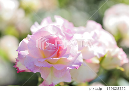 薔薇のクローズアップ 139828322