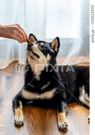 Shiba Inu dog training at home with treats and positive reinforcement. Shiba Inu dog training at home with treats and positive reinforcement. 139828502