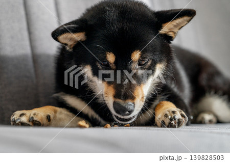 Black Shiba Inu Chewing Treat on Sofa 139828503