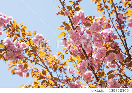 Pink cherry blossoms against a blue spring sky Pink cherry blossoms against a blue spring sky 139828506