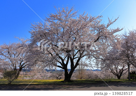 桜咲く美しい日本の風景鮮やかな｜青空と桜のコントラスト 139828517