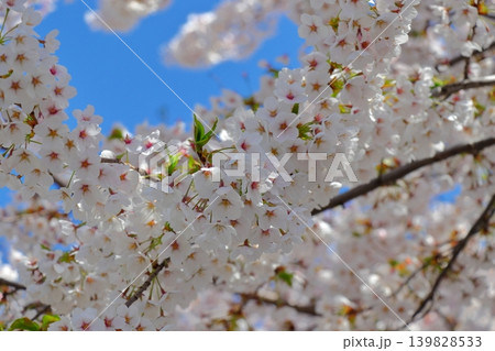 桜咲く美しい日本の風景鮮やかな|青空と桜のコントラスト 桜咲く美しい日本の風景鮮やかな|青空と桜のコントラスト 139828533