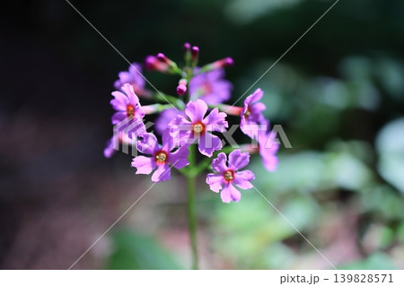 クリンソウの花 クリンソウの花 139828571