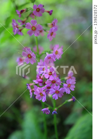 クリンソウの花 クリンソウの花 139828572