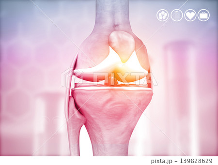 Anatomy of knee joint 139828629