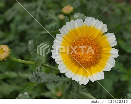シュンギクの花の生態写真 シュンギクの花の生態写真 139828816