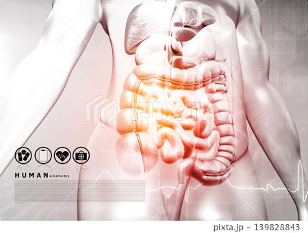Human body with digestive system on medical background Human body with digestive system on medical background 139828843