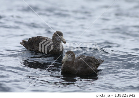 Northern Giant Petrel, Macronectes halli, pair Northern Giant Petrel, Macronectes halli, pair 139828942