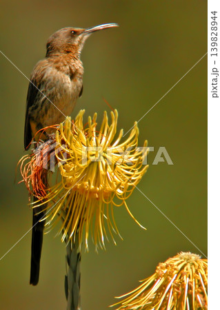 Vertical of a Cape Sugarbird, Promerops cafer, perched Vertical of a Cape Sugarbird, Promerops cafer, perched 139828944