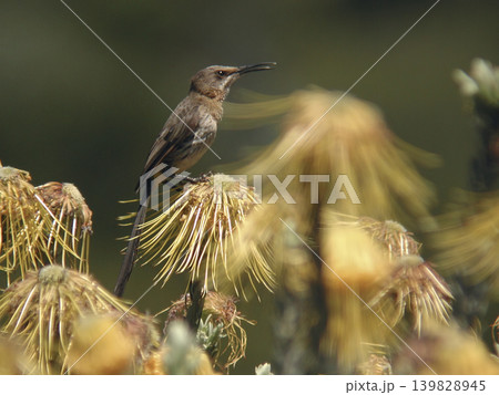 Cape Sugarbird, Promerops cafer, on flower 139828945