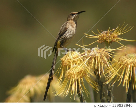 Cape Sugarbird, Promerops cafer, perched on flower Cape Sugarbird, Promerops cafer, perched on flower 139828946
