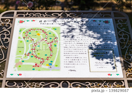 埼玉県川島町 平成の森公園バラの小径 埼玉県川島町 平成の森公園バラの小径 139829087