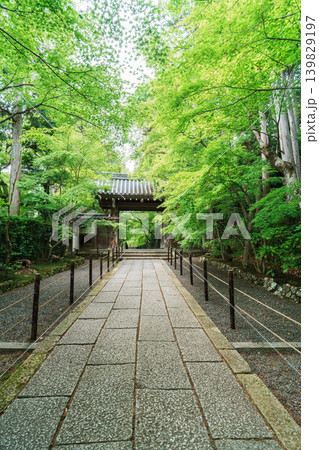新緑に包まれたもみじ参道 新緑に包まれたもみじ参道 139829197
