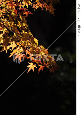 夕日に照らされる鮮やかな紅葉 夕日に照らされる鮮やかな紅葉 139829198