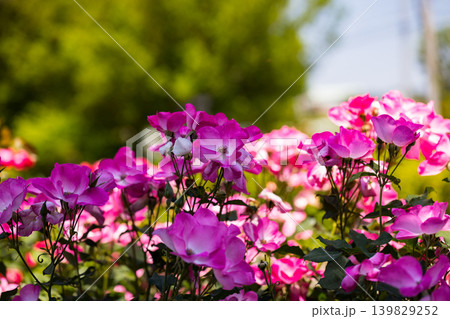 埼玉県川島町 平成の森公園バラの小径 埼玉県川島町 平成の森公園バラの小径 139829252