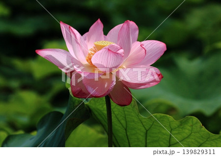 蓮の花きれいに咲いた花弁 蓮の花きれいに咲いた花弁 139829311