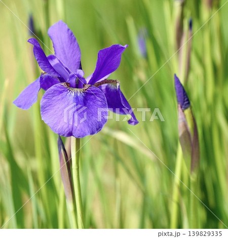 紫色の花を咲かせたアヤメの花 139829335