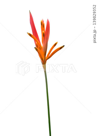 Heliconia angusta or Bird of paradise flower 139829352