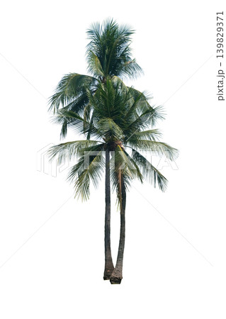 Coconut palm tree Coconut palm tree 139829371