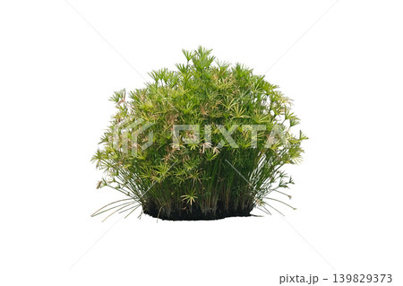 Cyperus green plant Cyperus green plant 139829373