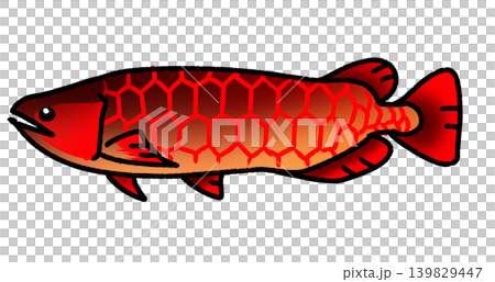 金龍魚 139829447