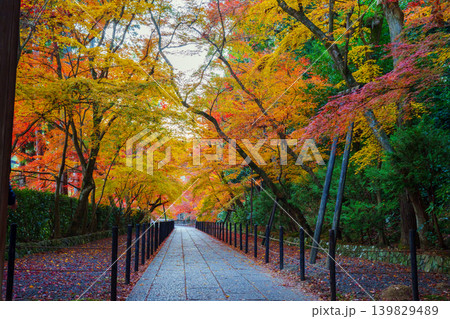 紅葉に包まれたもみじ参道 紅葉に包まれたもみじ参道 139829489