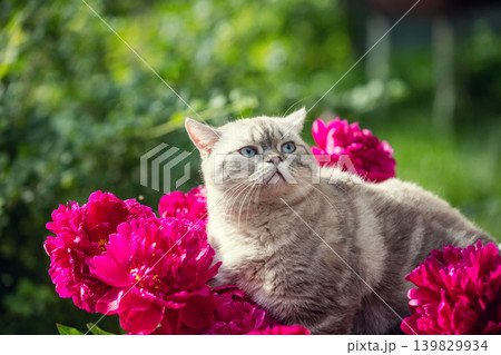 Cute cat with peony flowers relaxing outdoor in a garden in summer 139829934
