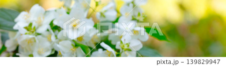 Jasmine flowers blossoming on the bush against sky Jasmine flowers blossoming on the bush against sky 139829947