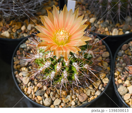 A flowering Gymnocalycium baldianum cactus A flowering Gymnocalycium baldianum cactus 139830013